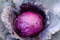 Red Acre Cabbage Seeds - Organic Brassica oleracea var. capitata for Home Gardening, Fresh Eating & Pickling