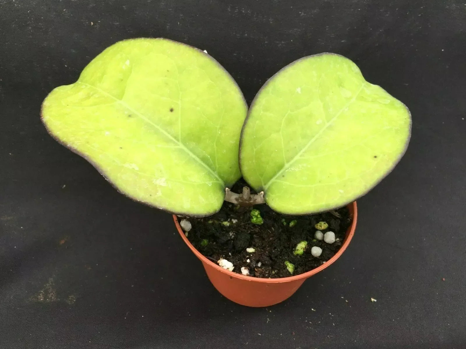 Rare Hoya vitellina Plant in 3" Pot, Indoor Houseplant, Trailing Vine, Easy Care, Variegated Wax Leaves