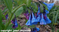 Virginia Bluebells Seeds - 200 Count, Native Wildflower, Early Spring Bloom, Mertensia virginica, Perennial, Blue Flowers