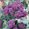 Purple Broccoli Seeds - Burgundy Sprouting, Cold Hardy Vegetable Seeds, Brassica oleracea, Organic, 200+ Seeds
