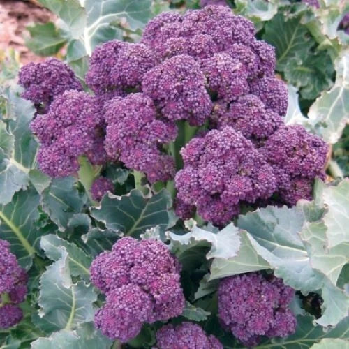 Purple Broccoli Seeds - Burgundy Sprouting, Cold Hardy Vegetable Seeds, Brassica oleracea, Organic, 200+ Seeds