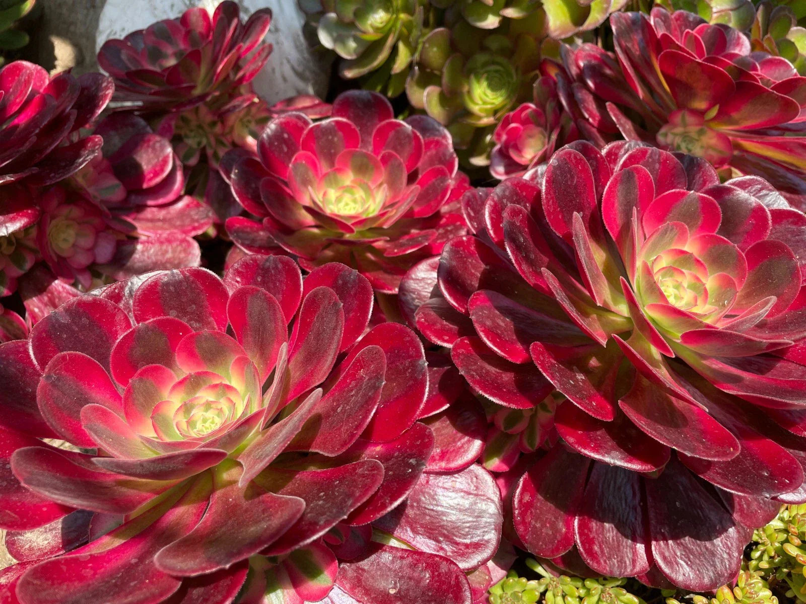 Aeonium Medusa Succulent Cutting or Rooted Plant - Pink to Purple Variegated Easy Care