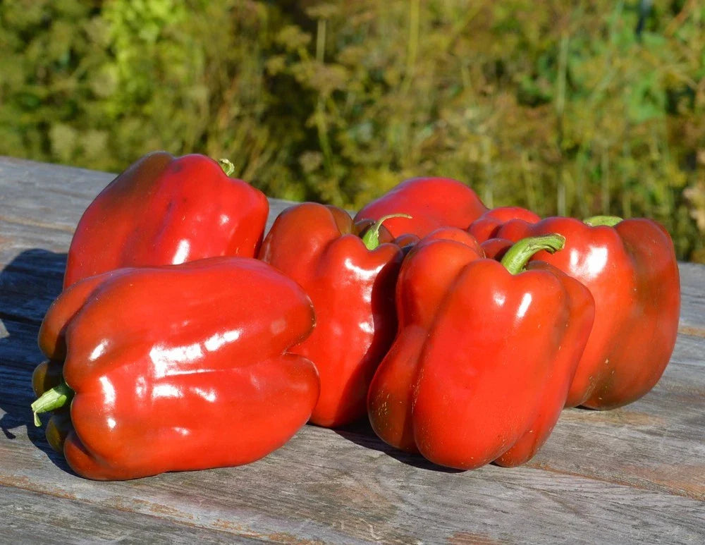 Fresh Big Red Sweet Pepper Seeds – Capsicum annuum, 25 Pack, Vibrant Red, Non-GMO, for Garden Beds & Containers