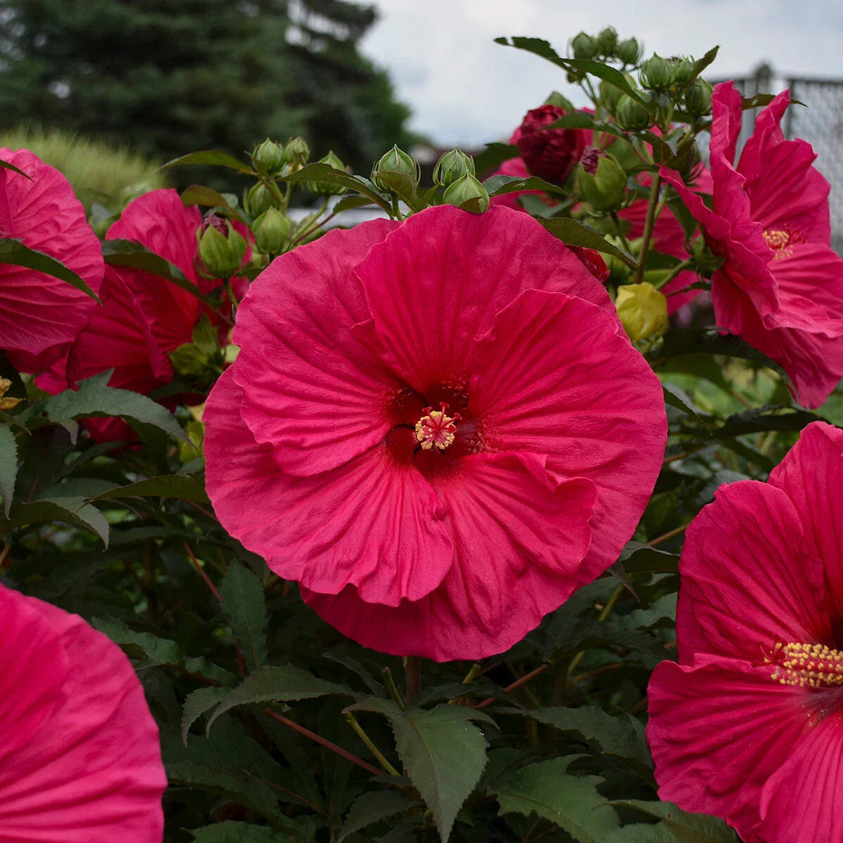 Bush Hibiscus Plant 2.5" Pot Hibiscus rosa-sinensis Tropical Flowering Shrub for Garden and Container