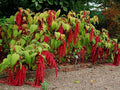 Love Lies Bleeding Seeds - 50 Count Packet - Crimson Tassels - Amaranthus caudatus - Full Sun Annual Plant