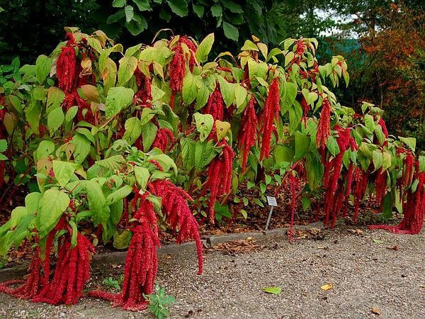 Love Lies Bleeding Seeds - 50 Count Packet - Crimson Tassels - Amaranthus caudatus - Full Sun Annual Plant