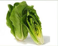 Fresh Heirloom Romaine Lettuce Seeds - Parris Island Cos, Organic, Non-GMO, 100 Pack, for Salad & Container Gardening