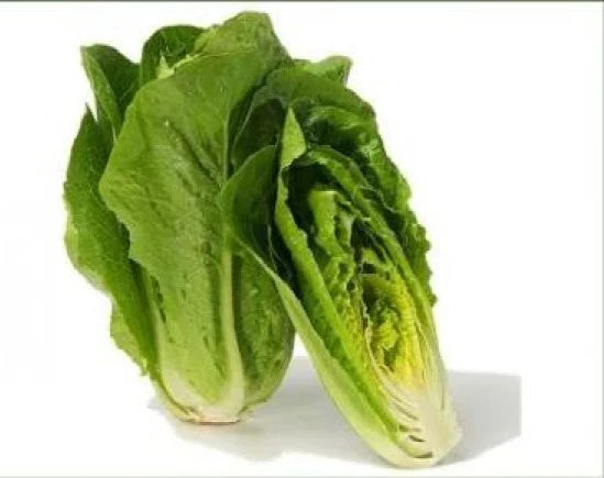 Fresh Heirloom Romaine Lettuce Seeds - Parris Island Cos, Organic, Non-GMO, 100 Pack, for Salad & Container Gardening