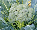 Waltham 29 Broccoli Seeds – Organic Heirloom Vegetable Seeds for Cool Season Gardening – 300+ Non-GMO Seeds