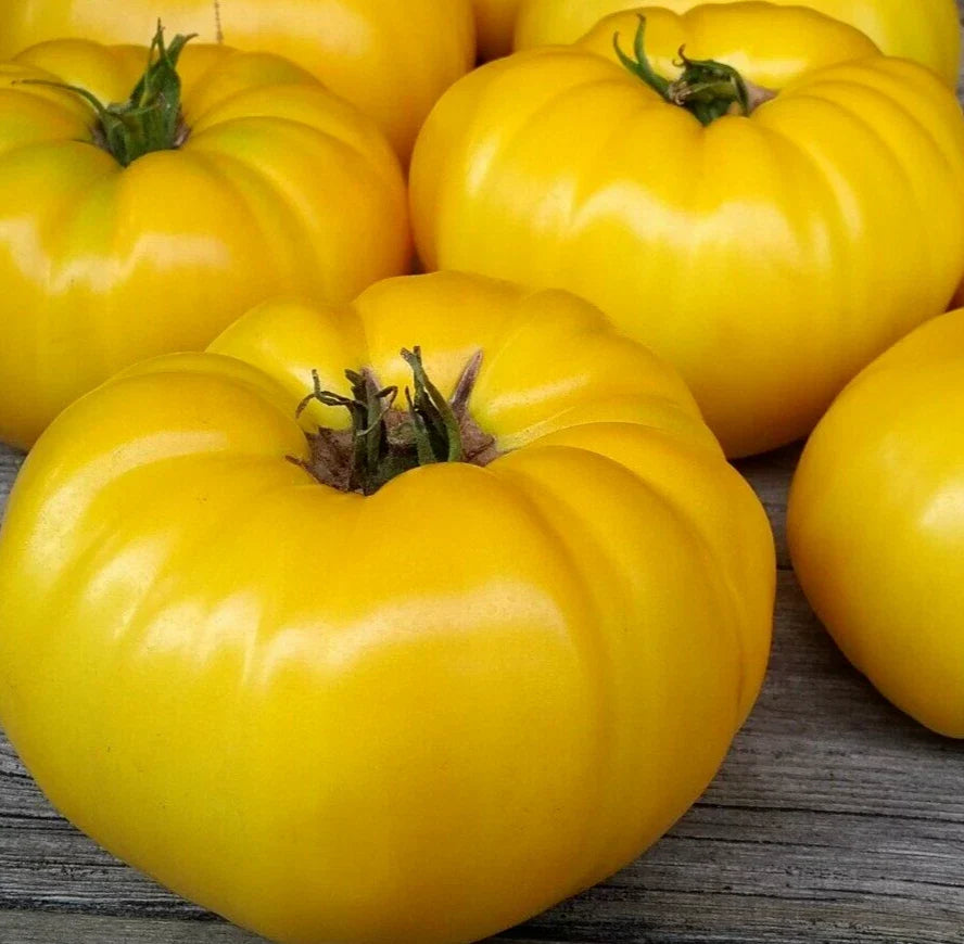 Yellow Beefsteak Tomato Seeds - 20+ Indeterminate Solanum lycopersicum Vegetable Seeds