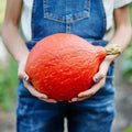 Japanese Red Kuri Squash Seeds - Organic Heirloom Uchiki Kuri, Cucurbita maxima, Non-GMO, Pack of 10 for Home Gardening