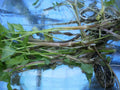 Korean Watercress Plants - Bare Roots + Free Minari Nasturtium officinale for Home Garden & Aquaponics