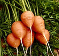 Parisian Carrot Seeds - Organic Non-GMO Daucus carota Vegetable Garden Seeds, Compact Round Carrots for Containers & Small Spaces
