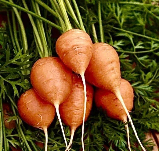Parisian Carrot Seeds - Organic Non-GMO Daucus carota Vegetable Garden Seeds, Compact Round Carrots for Containers & Small Spaces