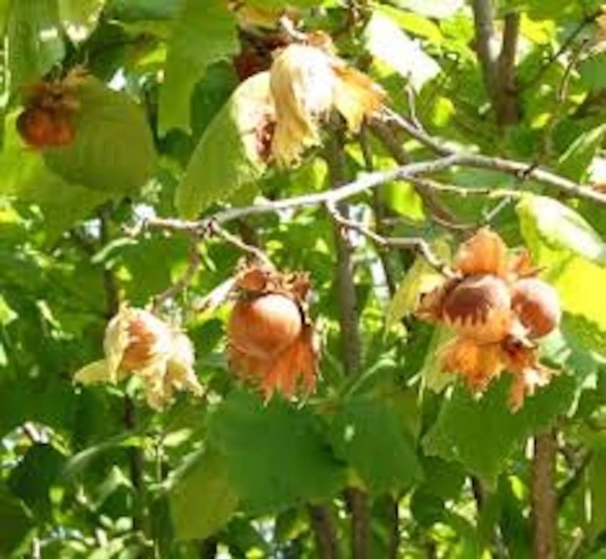 American Hazelnut Tree Live Bare Root Plant, Corylus avellana, Edible Nuts, Wildlife Habitat, 12-24 inches