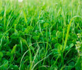 No-Till Cover Crop Mix Seeds - Organic Soil Health Blend for Garden and Farm Use