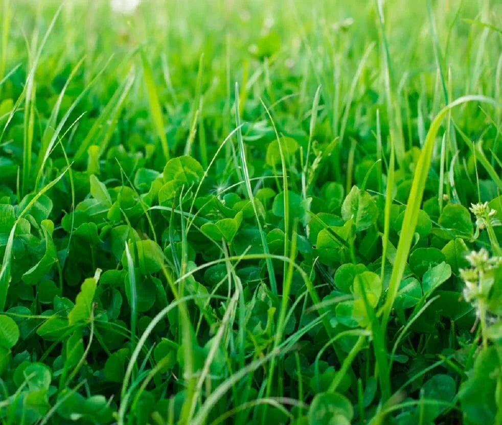 No-Till Cover Crop Mix Seeds - Organic Soil Health Blend for Garden and Farm Use