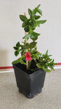 Sun Rose Plant in Soil - Red Apple Variety, Aptenia cordifolia, 6-8 Inches, Succulent, Drought Tolerant, Indoor or Outdoor