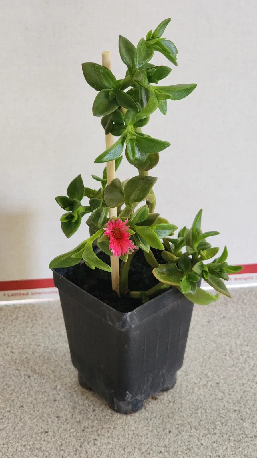 Sun Rose Plant in Soil - Red Apple Variety, Aptenia cordifolia, 6-8 Inches, Succulent, Drought Tolerant, Indoor or Outdoor