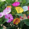 Four O’Clock Seeds - 25 Non-GMO Mirabilis jalapa Broken Colors Annual Perennial Flower Seeds