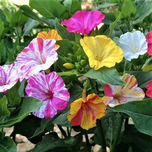 Four O’Clock Seeds - 25 Non-GMO Mirabilis jalapa Broken Colors Annual Perennial Flower Seeds