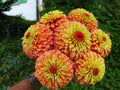 Queen Lime Orange Zinnia Seeds - 100+ Pack, Annual Flower, Zinnia elegans, Bright Bloom, Butterfly Attractant, Garden Planting