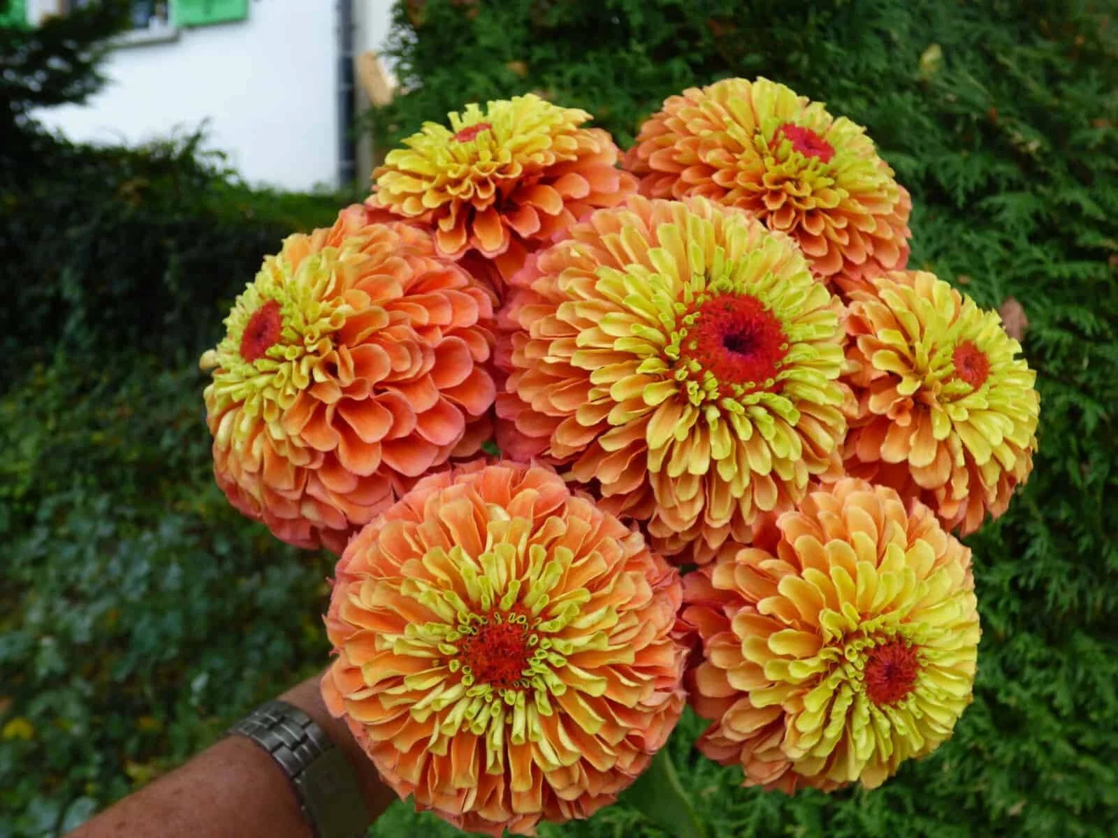 Queen Lime Orange Zinnia Seeds - 100+ Pack, Annual Flower, Zinnia elegans, Bright Bloom, Butterfly Attractant, Garden Planting