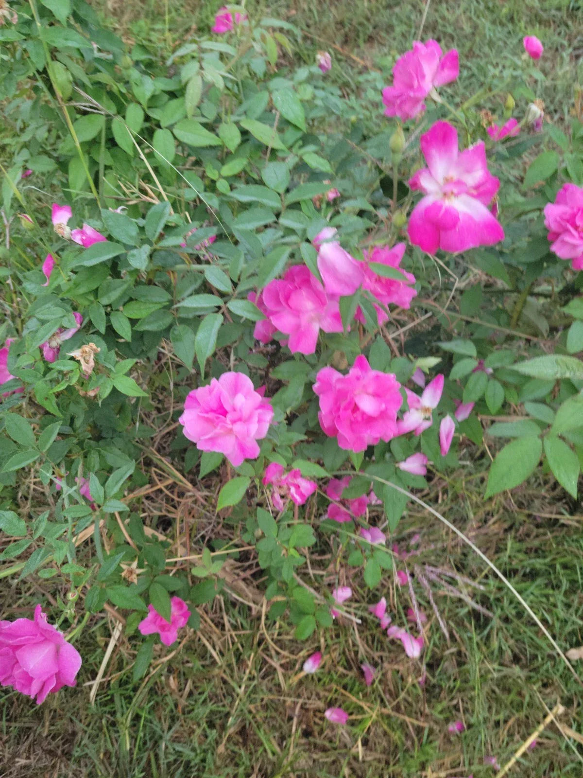 Pink Rose Cuttings - 5 Unrooted Knockout Rose (Rosa 'Radrazz') for Propagation and Garden Growth