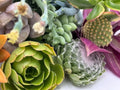 15 Assorted Succulent Cuttings - Unique Varieties for DIY Arrangements, Indoor & Outdoor Gardening