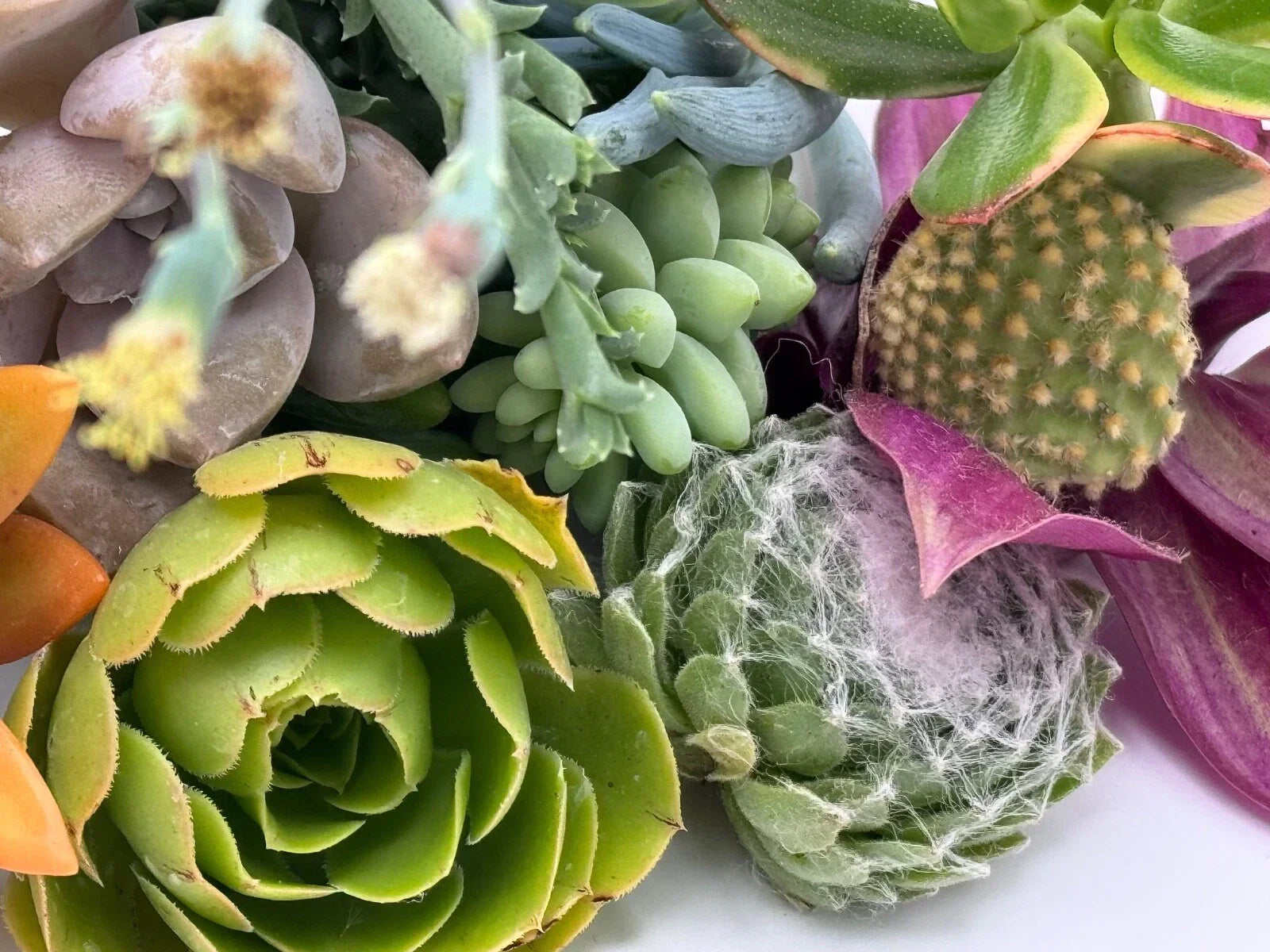 15 Assorted Succulent Cuttings - Unique Varieties for DIY Arrangements, Indoor & Outdoor Gardening