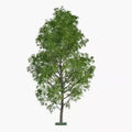Hybrid Poplar Trees 2 Pack - Fast Growing Privacy Shade Landscaping - Populus deltoides x Populus nigra