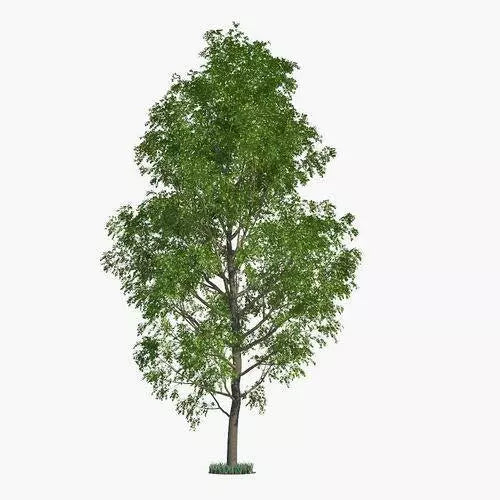 Hybrid Poplar Trees 2 Pack - Fast Growing Privacy Shade Landscaping - Populus deltoides x Populus nigra