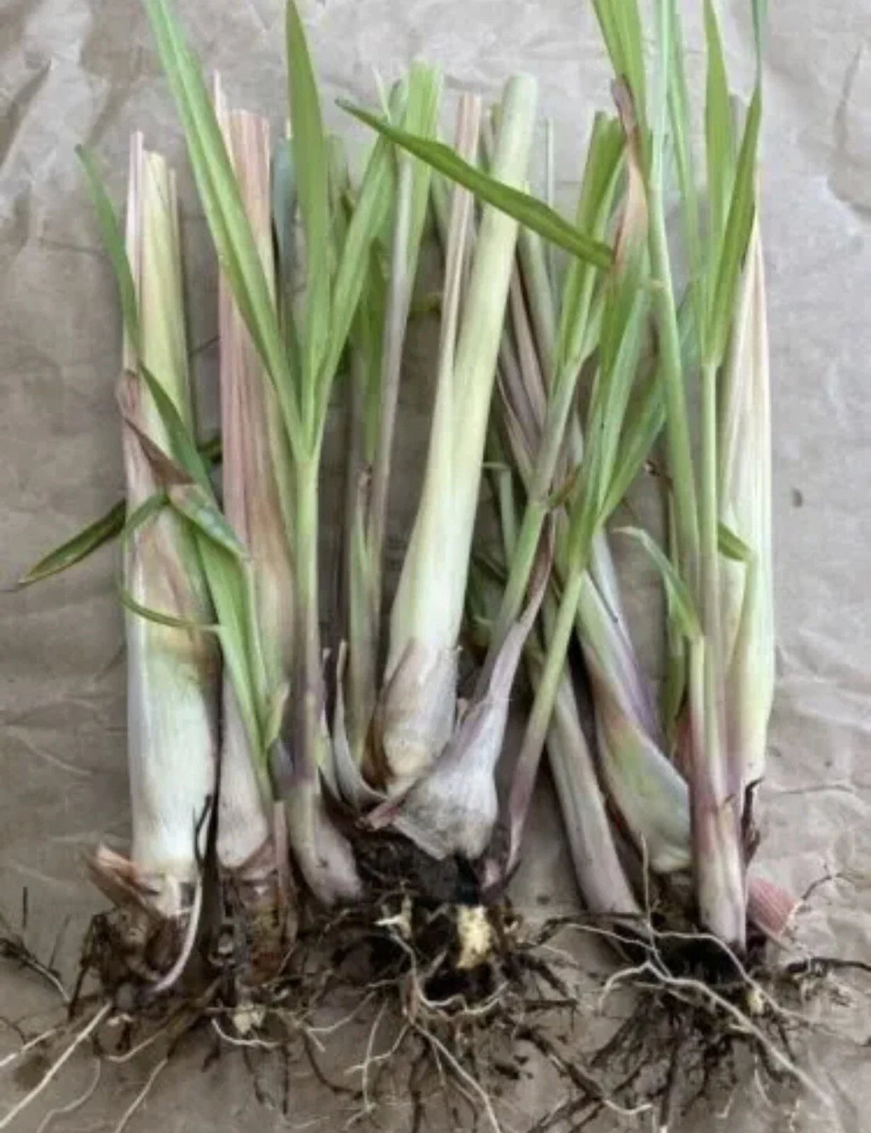 Bare Root Lemongrass Plants 5 Pack Cymbopogon citratus Herb for Cooking & Garden