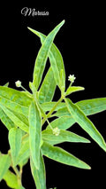 Rare Marusa Plant in 4-Inch Pot | Live Amazonian Pfaffia iresinoides | Unique Tropical Master Plant for Indoor & Outdoor Gardens