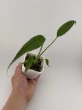 Monstera adansonii Burle Marx Flame Starter Plant in 3-Inch Pot, Indoor Tropical Foliage, Fully-Rooted Houseplant