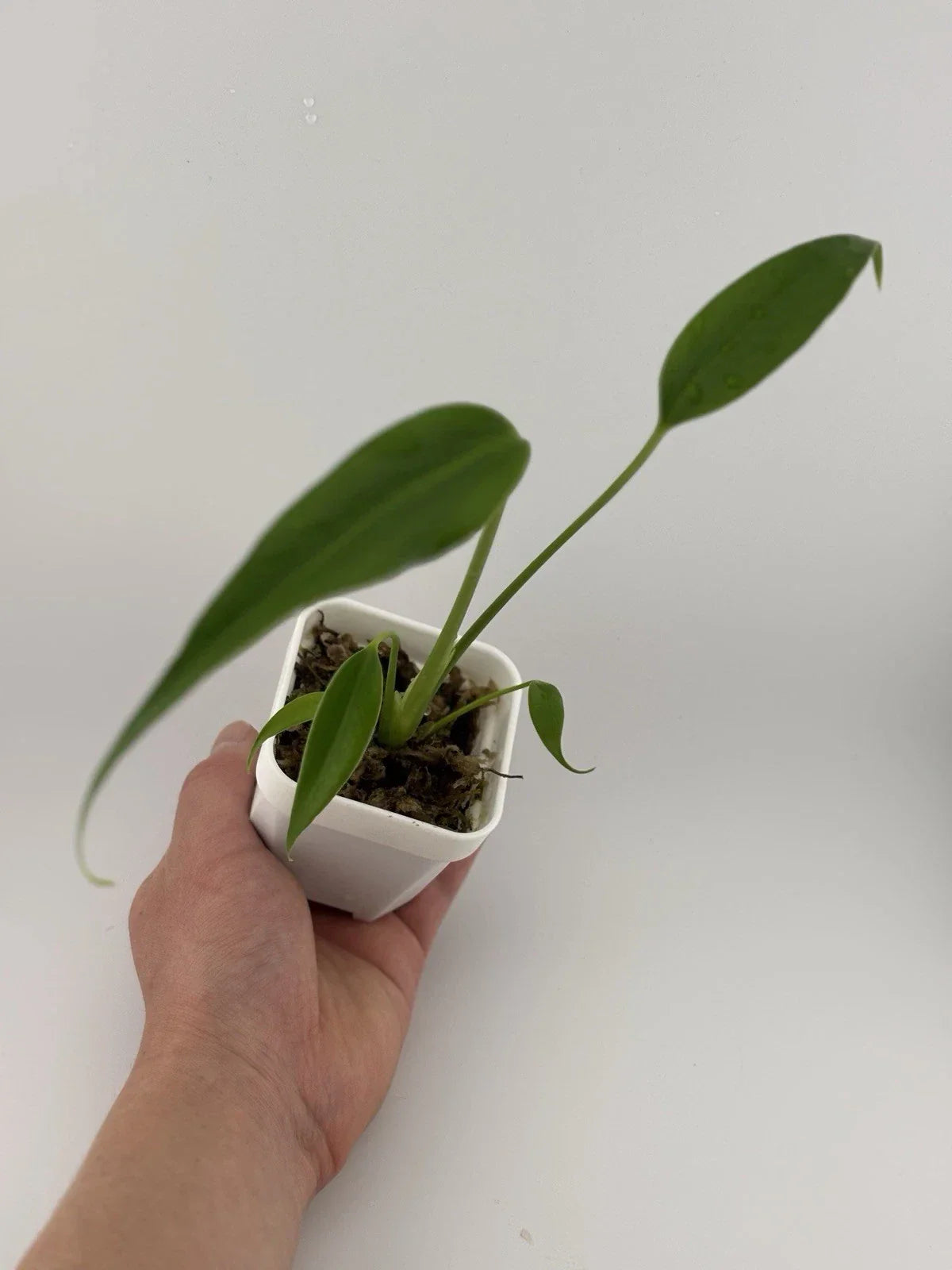 Monstera adansonii Burle Marx Flame Starter Plant in 3-Inch Pot, Indoor Tropical Foliage, Fully-Rooted Houseplant