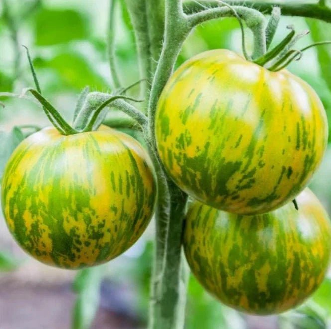 Tomato Seeds 50 Pack Green Zebra Heirloom Indeterminate Non-GMO for Home Gardening