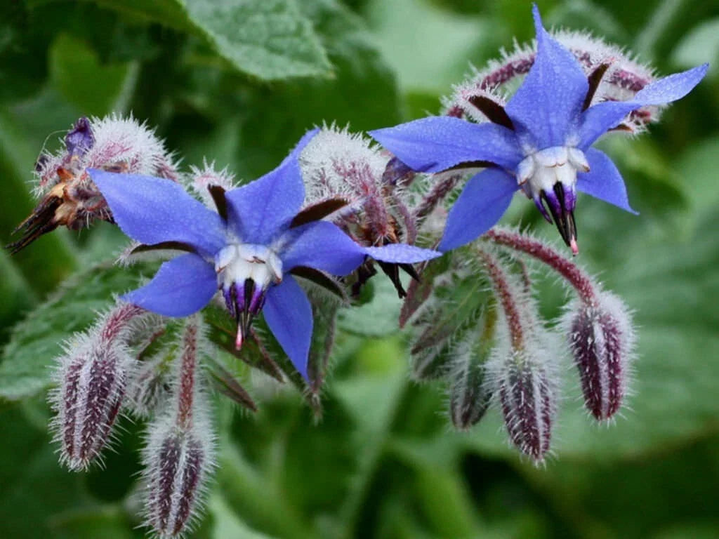 Borage Herb Seeds - 100+ Non-GMO Heirloom Organic Seeds for Pest Repellent & Pollinator Attraction - Borago officinalis