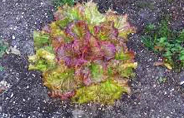 Lettuce Seeds - 1000 Heirloom Prizehead Leaf Lactuca sativa Non-GMO Organic Gardening