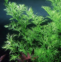 Live Aquarium Plant - Water Sprite (Ceratopteris thalictroides) for Pond and Tank, Easy Water Fern, Floating or Submerged