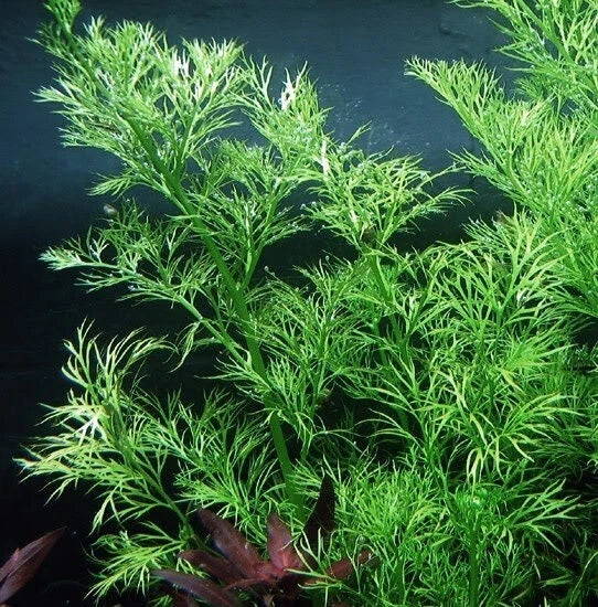 Live Aquarium Plant - Water Sprite (Ceratopteris thalictroides) for Pond and Tank, Easy Water Fern, Floating or Submerged