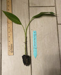 Kokopo Patupi Banana Plant Plug - Musa acuminata - Edible Short Cycle Fruit - 3-6in Container