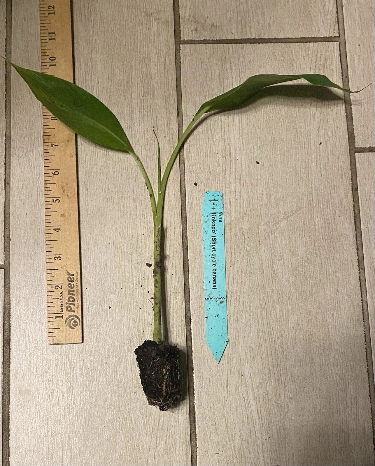 Kokopo Patupi Banana Plant Plug - Musa acuminata - Edible Short Cycle Fruit - 3-6in Container