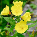 Yellow Evening Primrose Seeds - Non-GMO Flower Seeds for Garden, Oenothera biennis, Perennial, Full Sun, 2-4 ft