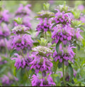 Lemon Mint Seeds - Non-GMO Monarda citriodora Herb for Gardens - Aromatic Lemon Scented Leaves, Pollinator Attractant, Seed Packet