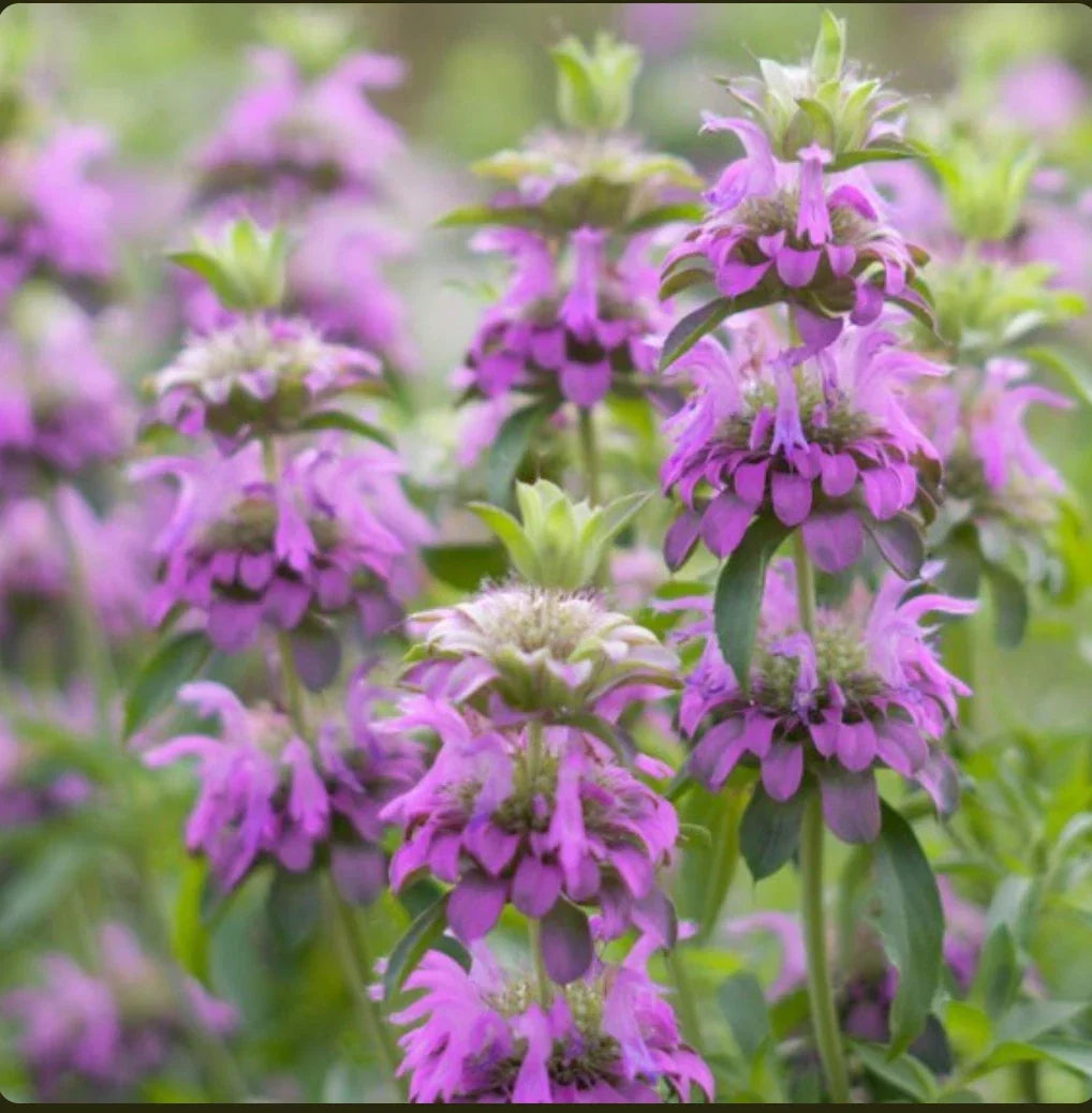 Lemon Mint Seeds - Non-GMO Monarda citriodora Herb for Gardens - Aromatic Lemon Scented Leaves, Pollinator Attractant, Seed Packet
