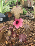 Cranberry Hibiscus Live Plant - Edible Foliage, Tropical Ornamental, Hibiscus acetosella