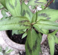 Live Vietnamese Coriander Plants 4"-5" Rau Ram Culinary Herb Persicaria odorata Rooted in Soil