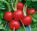 Fresh Radish Seeds - Champion Variety, Raphanus sativus, 50 Count, Fast-Growing, Non-GMO, Indoor & Outdoor Gardening