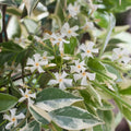 Variegated Confederate Jasmine Starter Plant - Trachelospermum jasminoides - Climbing Vine, Fragrant White Flowers, Indoor/Outdoor